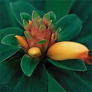 Costus 'Green Mountain' - Spiral Ginger